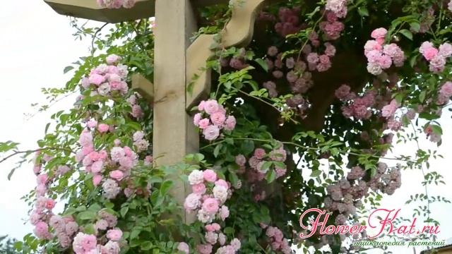 Роза Utigord Falls / Утигорд Фоллс