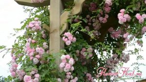 Роза Utigord Falls / Утигорд Фоллс