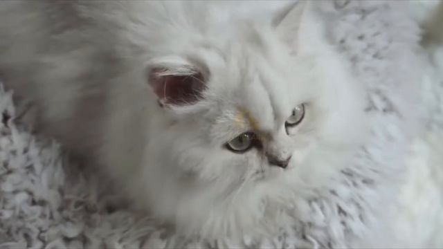 LISA & LARRY Рамка для кошки Когтеточка столбик с лежанкой 50*42*70 см смотреть онлайн