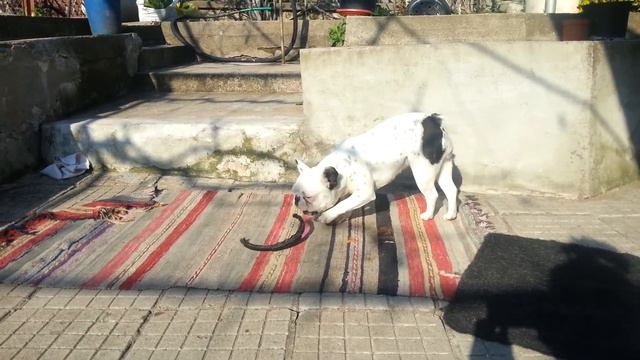 Сутрешна игра на френски булдог смотреть онлайн