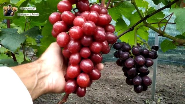 Виноград Памяти учителя. Ультра ранняя гибридная форма, очень вкусная и урожайная. смотреть онлайн