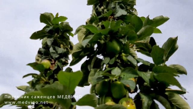 Колонновидная яблоня, нагруженная плодами смотреть онлайн