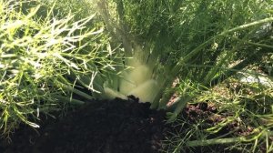 ФЕНХЕЛЬ | МОЙ ОПЫТ ВЫРАЩИВАНИЯ