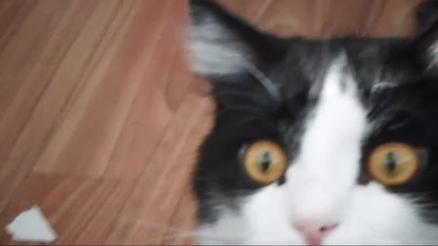 Зрачки кота смотреть онлайн