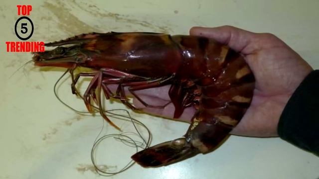 Biggest Shrimps Ever Caught смотреть онлайн