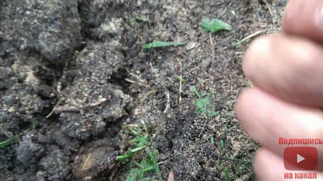 МТ 705. Пляжный коп. Первая серия. Нашел рассыпуху ))) смотреть онлайн