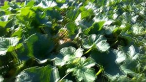 Дыня Дакаро спустя месяц после высадки (2018)