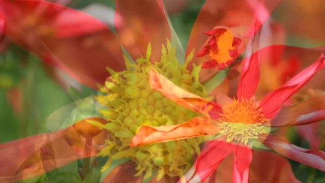 Rose Garden - (Andre Rieu - "Romance for Clara" ) смотреть онлайн