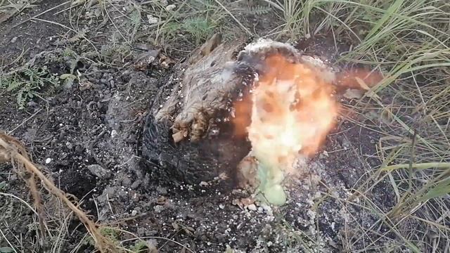 Как убрать пень без корчевания. Удаление пней с участка. Селитра для удаления пней. смотреть онлайн