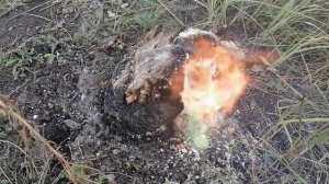 Как убрать пень без корчевания. Удаление пней с участка. Селитра для удаления пней.