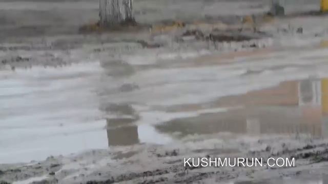 Кушмурун: птичий клюв или черная жОпа? смотреть онлайн