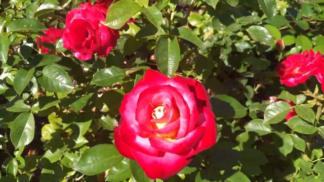 Rose Garden Tour #rosecity смотреть онлайн