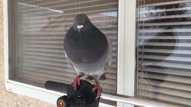 Peggy The Pigeon Cooing