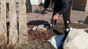 ДЕРЕН БЕЛЫЙ!!! ВЕСЕННЯЯ ОБРЕЗКА!!!