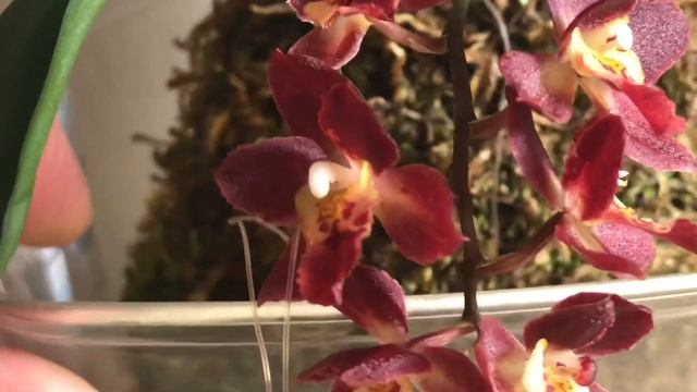 Орхидея onc. Meshaara Chian- Tzy Ruby “CT-Golden Chocolate” смотреть онлайн