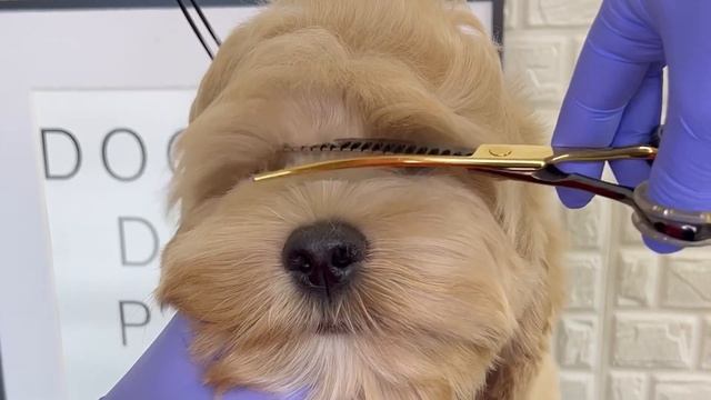 HOW TO CUT HAIR IN FRONT OF PUPPY EYES? #puppy #doggroomingtips смотреть онлайн