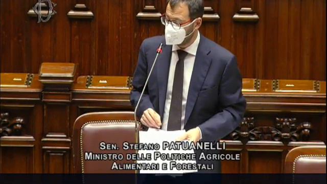 Question Time Ministro Stefano Patuanelli sulle iniziative a sostegno della suinicoltura italiana смотреть онлайн