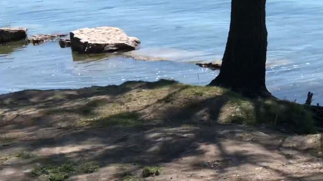 Гусиный выводок на берегу озера Торонто смотреть онлайн