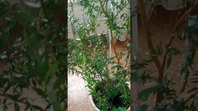 Почему не цветет деревце мирта в горшке смотреть онлайн
