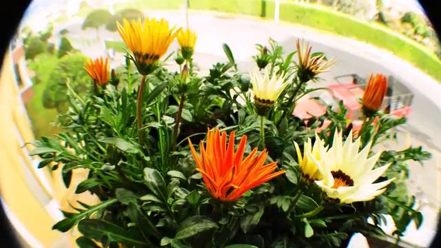 Gazania смотреть онлайн