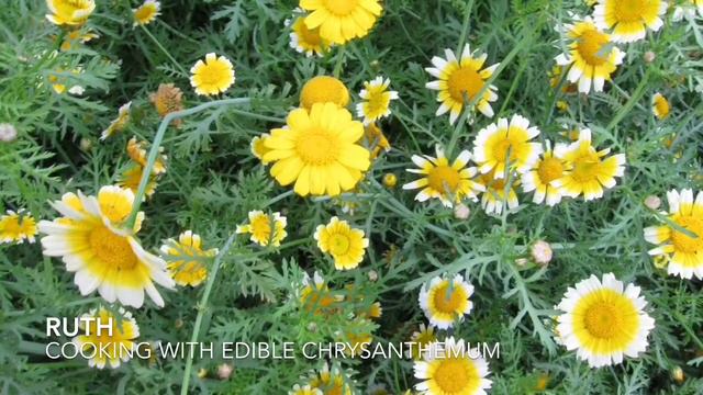 Cooking edible chrysanthemum смотреть онлайн