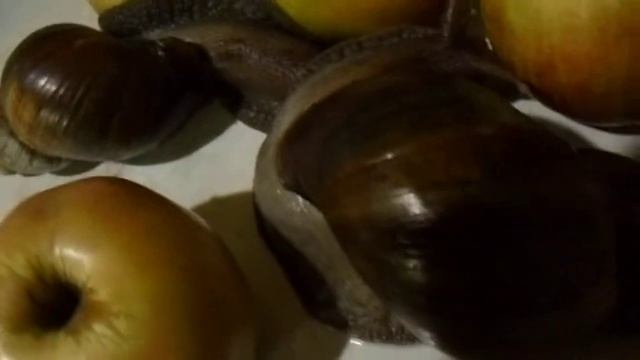 улитки ахатины 25. 11. 2017 смотреть онлайн