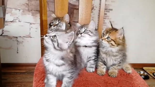 Сибирские котята весело играют смотреть онлайн