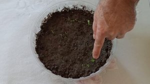 Как вырастить сельдерей на подоконнике