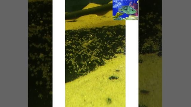 Бриллиантовая цихлазома и бриллиантовы Попугай .От икры до малька часть 1 смотреть онлайн