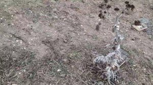 Ловля певчих лесных птиц-щеглов зеленушки реполов-коноплянка.