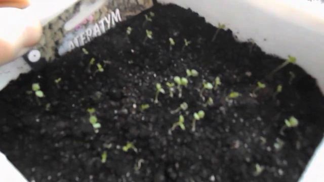 лобелия выращивание из семян смотреть онлайн