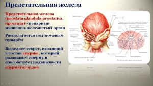 Мужские половые органы: топография, строение, кровоснабжение