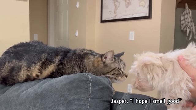 Penny the talking cat ventures OUTSIDE, plays a game and checks out her new water fountain! смотреть онлайн