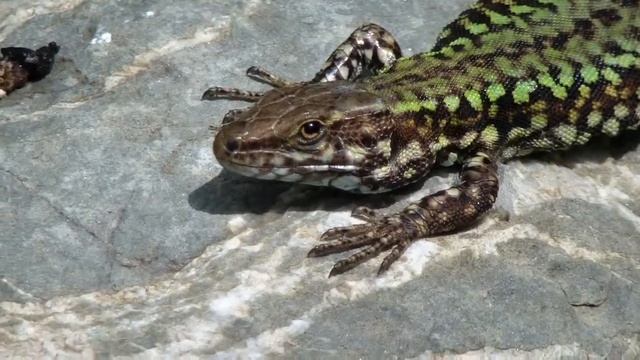 Samsung hmx h400 - lucertola смотреть онлайн