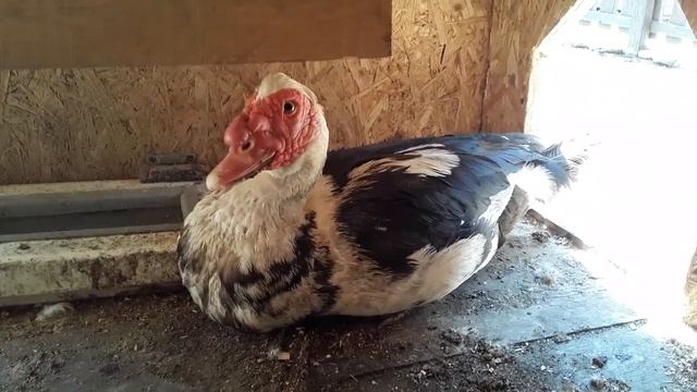 Пропаивать ли Утят _ Подарок для подписчика _ ответы на вопросы. Мускусные утки смотреть онлайн