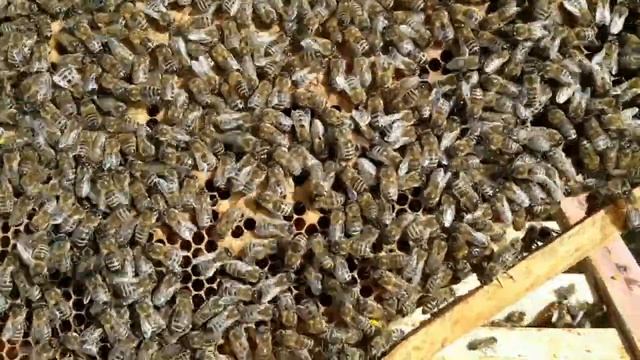Своя вощина смотреть онлайн