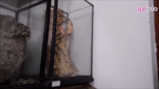 Колекція павуків смотреть онлайн