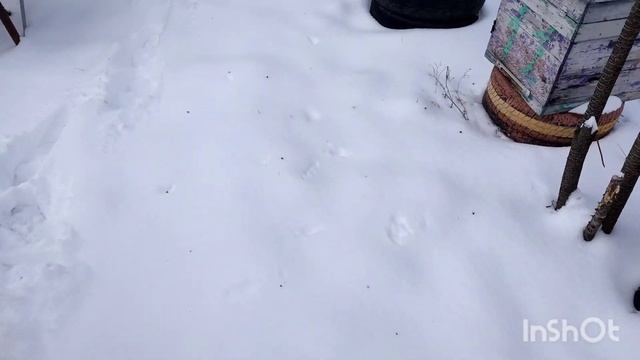 Пришла зима кормлю синичек что-бы не тревожили пчел. смотреть онлайн