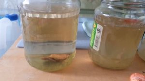 Стартовый корм для мальков! Как получить быстро Инфузорию туфельку, 3 способа