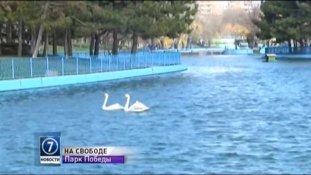 Пруды парка Победы в Одессе вновь заполнили водоплавающие птицы смотреть онлайн