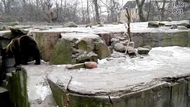 Бурый медведь Рацион  на Ilikepet