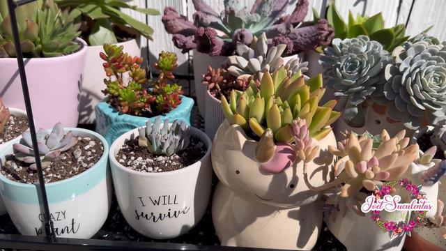 TRASPLANTANDO SUCULENTAS Y Organizando la nueva estantería para plantas смотреть онлайн