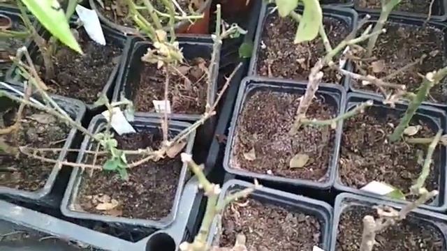розы из черенка- зимовка саженцев смотреть онлайн