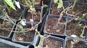 розы из черенка- зимовка саженцев
