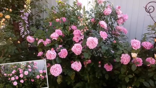 Р.мери Роуз начало цветения. # мой сад # розы смотреть онлайн