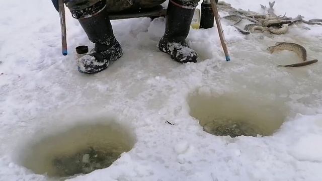 Ловим щуку зимой на краба. Щука травянка смотреть онлайн