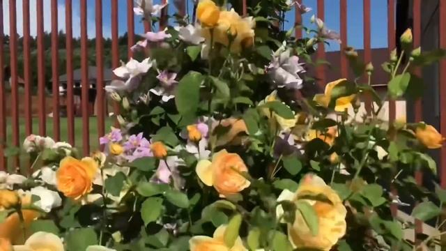 Английские розы на штамбе ? Плюсы и минусы ? Rose Heritage ? Rose Graham Thomas