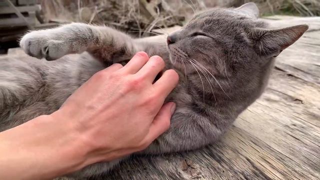 #393 Посадили бананы, приготовили суп из крапивы / Жизнь на Кубани смотреть онлайн