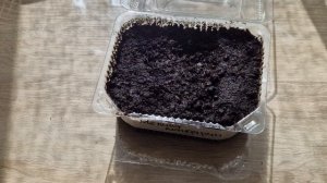 Как сажать мелиссу. Выращивает мелиссу на рассаду. Сорт:" МАндариновый аромат".