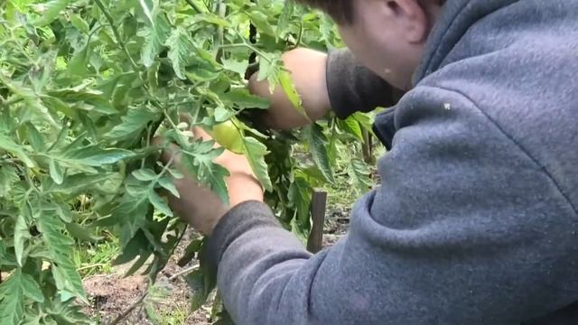 ? Томат ХЛЕБОСОЛЬНЫЙ в открытом грунте. Результаты "Вятки" смотреть онлайн